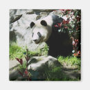 Suche nach panda magnete Schwarz weiß