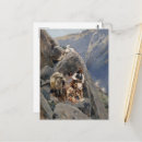 Suche nach apathie postkarten Amerikanische ureinwohner