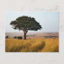 Suche nach masai postkarten Africa