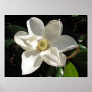 Suche nach magnolia poster Magnolien