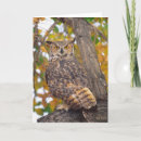 Suche nach virginia uhu karten Bubo virginianus