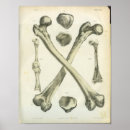 Suche nach gekreuzte knochen poster Skelett