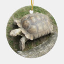 Suche nach schildkröte ornamente Niedlich