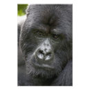 Suche nach gorilla foto poster Afrika