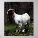 Suche nach baby goat poster Ziege