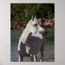 Suche nach araber poster Tier