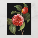 Suche nach durch pierre joseph redoute postkarten Schöne blume