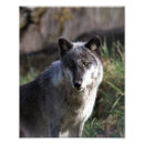 Suche nach wilder wolf poster Holzwolf