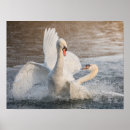 Suche nach swan poster Animals