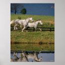 Suche nach percheron poster Apfelgrau