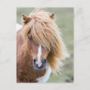 Suche nach shetland pony postkarten Nördliche inseln