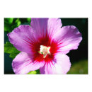 Suche nach sharon poster Hibiskus
