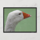 Suche nach gans postkarten Vogel