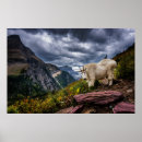 Suche nach mountain goat poster Nordamerika