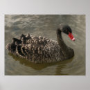 Suche nach schwäne poster Fluss