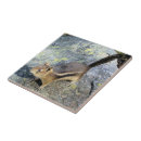 Suche nach nagetiere fliesen Wild