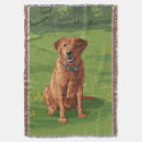 Suche nach labrador decken Hunde