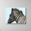 Suche nach zebra leinwandbilder Afrikanisch