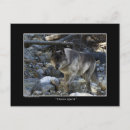 Suche nach grauer wolf postkarten Kaninchen