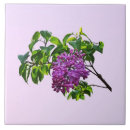Suche nach fliedern fliesen Frühling