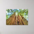 Suche nach redwood leinwandbilder Bäume