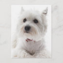 Suche nach adorable postkarten Terrier
