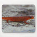 Suche nach salamanders andere Natur