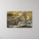 Suche nach wildkatzen leinwandbilder Natur