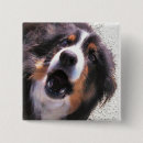 Suche nach collie buttons Haustier