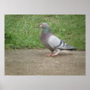 Suche nach toed poster Vogelvogel