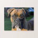 Suche nach boxer hund puzzle Hunde