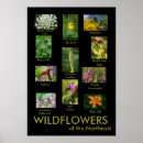 Suche nach wildflowers poster Nature