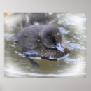 Suche nach entlein poster Vogel