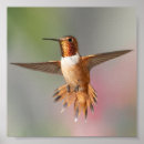 Suche nach kolibris poster Fotografie