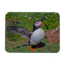 Suche nach papageientaucher magnete Vögel