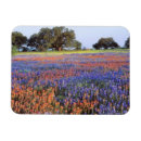 Suche nach lupine magnete Frühling
