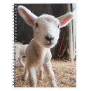 Suche nach schafe kleine notizbücher Zuchtbetrieb