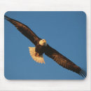Suche nach im flug mousepads Greifvogel