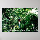 Suche nach costa poster Andenken