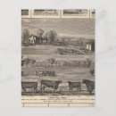 Suche nach zeder postkarten Lithographisch