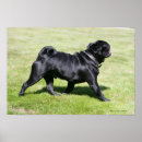 Suche nach schwarzer mops poster Bob und pam sprache