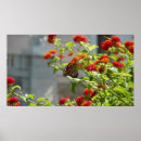Suche nach orange schmetterling poster Rot