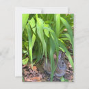 Suche nach tigerlilie postkarten Natur