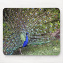 Suche nach pfau mousepads Federn