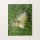 Suche nach gänse puzzle Bauernhof