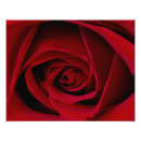 Suche nach romantische rote rosen poster Blume