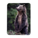 Suche nach wildes tier magnete Wildtiere