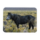 Suche nach mustang magnete Wüste