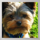 Suche nach yorkie welpen poster Terrier