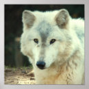 Suche nach timberwolf poster Grauer wolf